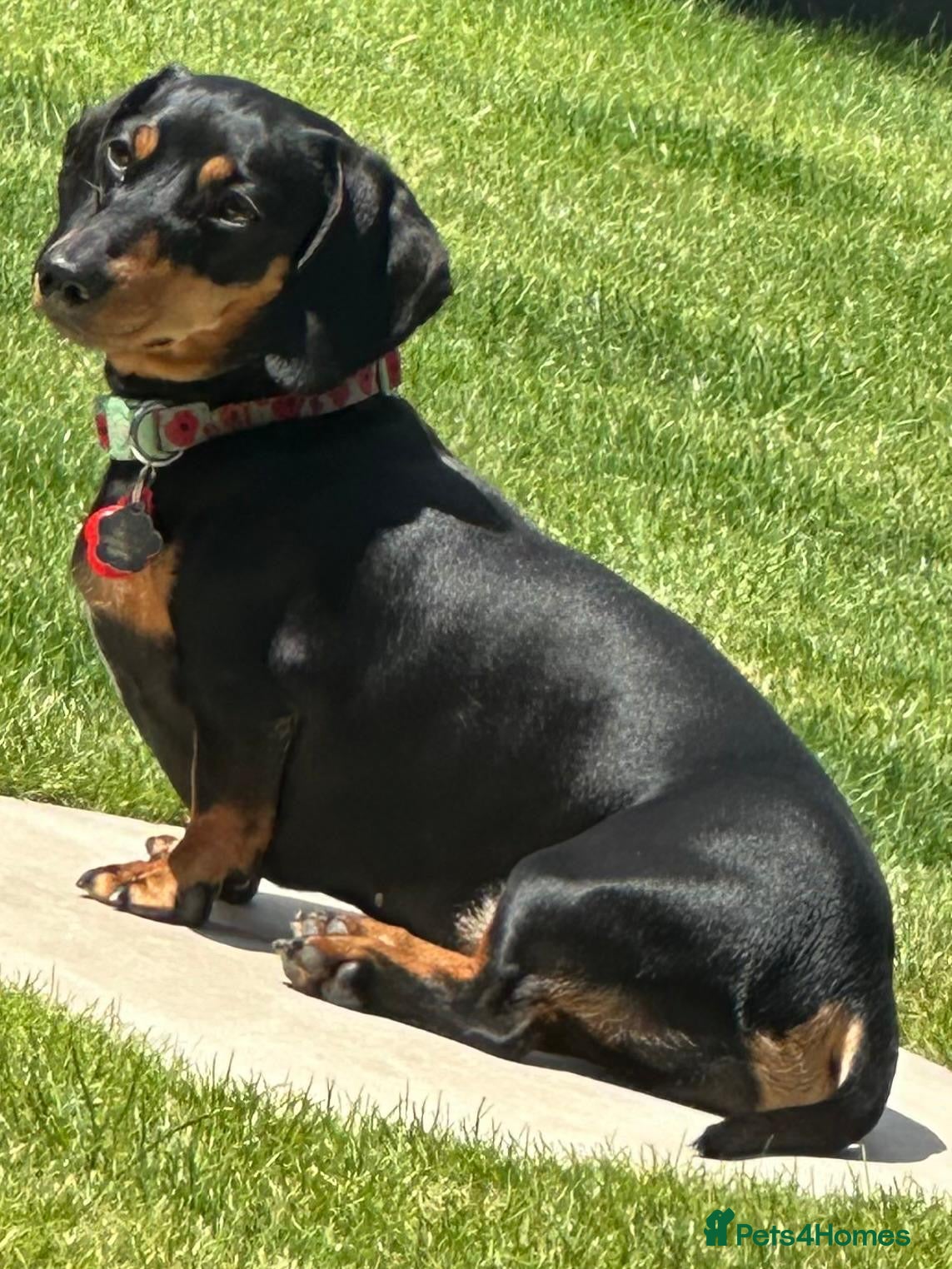 Miniature Dachshund dogs Miniature Black & Tan Dachshund 2 boys 1 girl - Advert 2