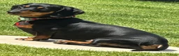 Miniature Dachshund dogs for sale: Miniature Black & Tan Dachshund 2 boys 1 girl - Advert 2