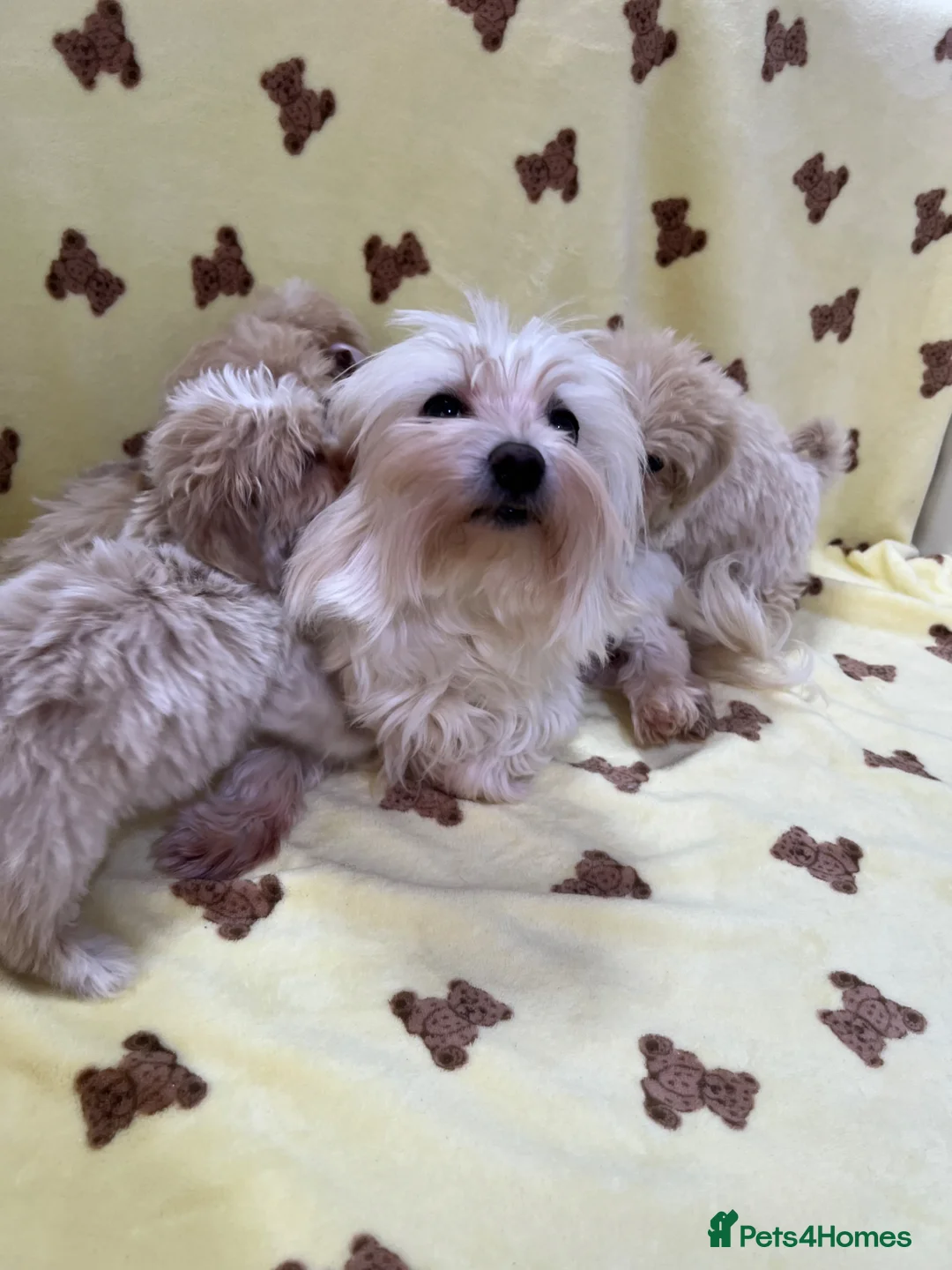 Maltipoo dogs for sale: 🐶5 Maltipoo puppies F1🐾 in Upminster - Advert 23