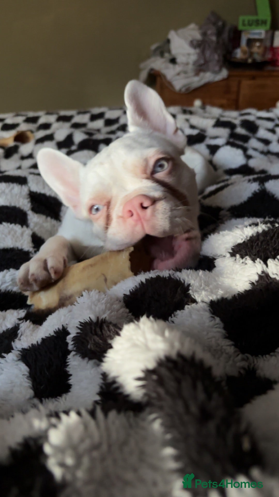 French Bulldog dogs Beautiful Delilah  - Advert 6
