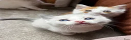 Ragdoll cats for sale: 1 left! Ginger male! main coon x ragdoll kittens - Advert 7