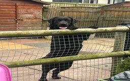 Labrador Retriever dogs for sale: 2 Show Type Black Boys - KC Reg Chunky Pups - Image 8