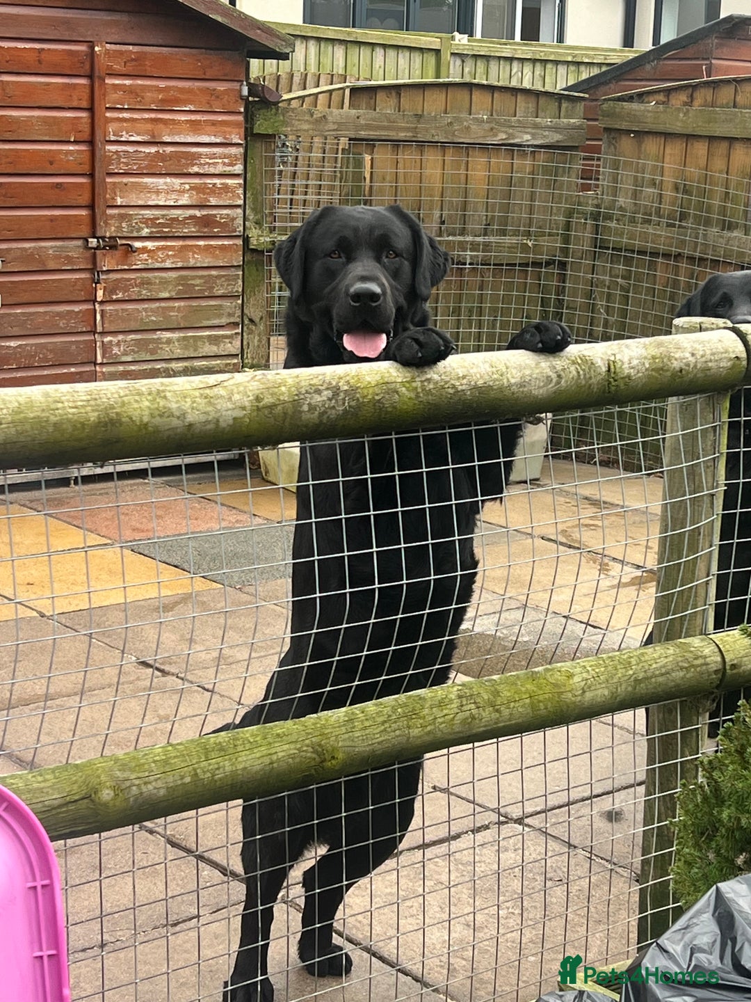 Labrador Retriever dogs for sale: 2 Show Type Black Boys - KC Reg Chunky Pups - Image 8