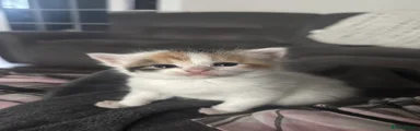 Kitten 1