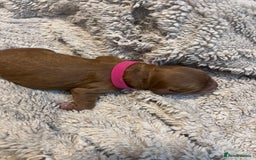 Cockapoo dogs for sale: STUNNING FOX RED WITH WHITE MARKINGS HEALTH TESTED - Image 9