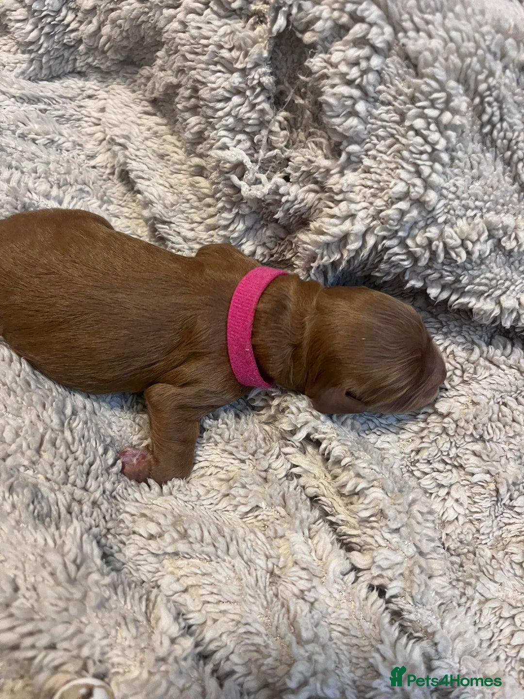 Cockapoo dogs for sale: STUNNING FOX RED WITH WHITE MARKINGS HEALTH TESTED - Image 9