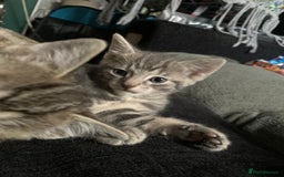 Mixed Breed cats for sale: Last little boy - Image 3
