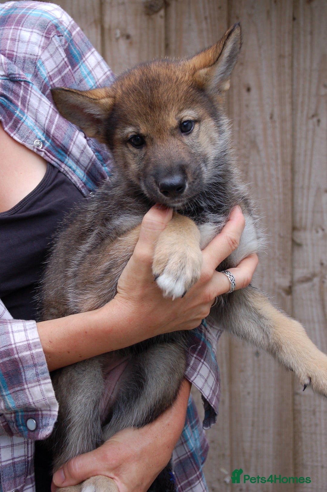Northern Inuit dogs for sale: RARE BREED TAMASKAN Registered and Embarked - Advert 8