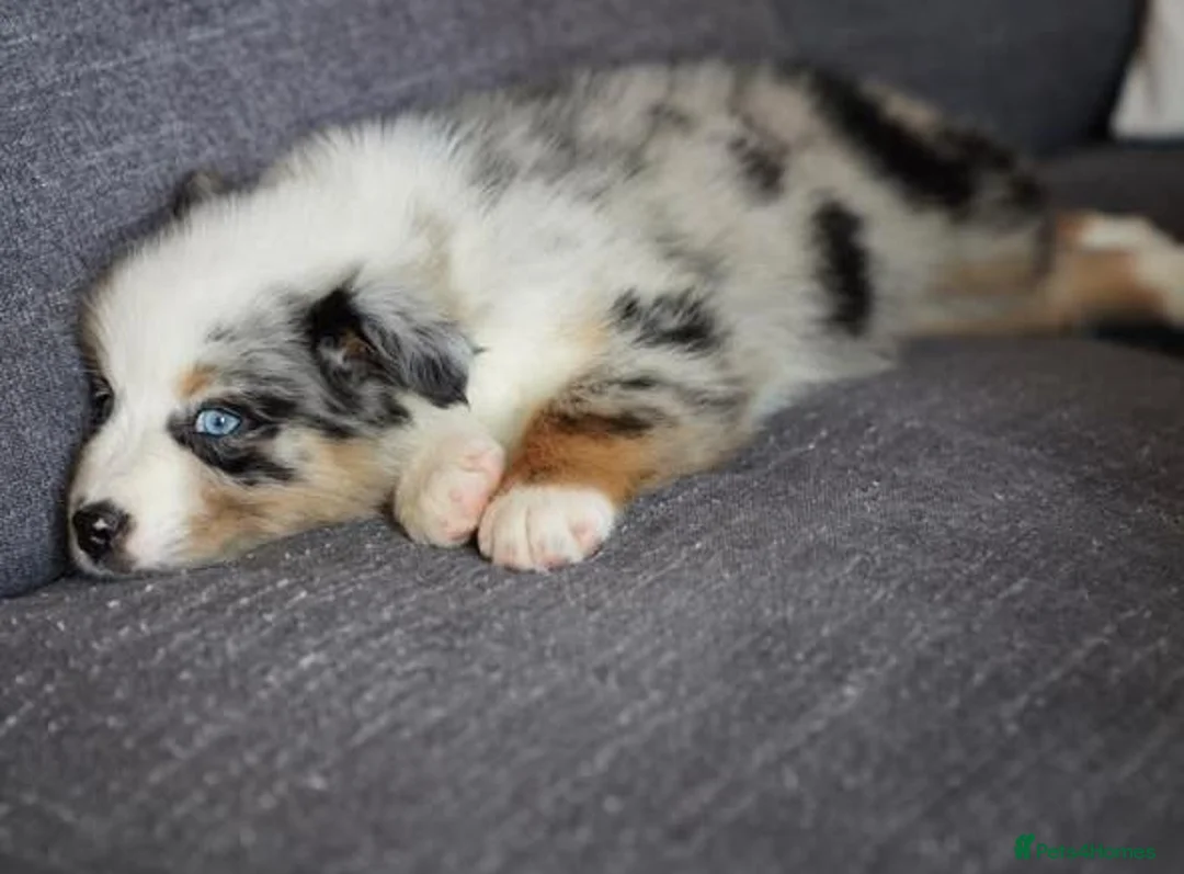 Australian Shepherd dogs for sale: Little Adventure Machines with Loving Hearts in Doncaster - Advert 6
