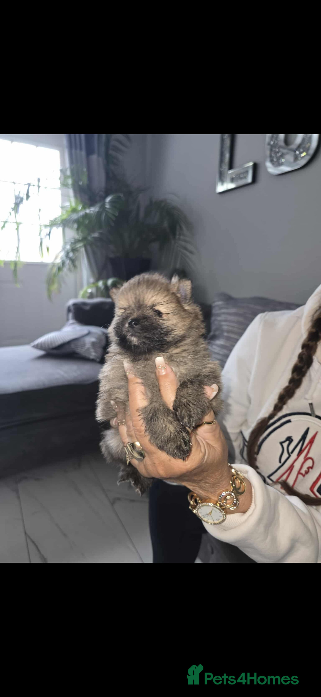 Pomeranian dogs for sale: Beautiful miniature Pomeranians  - Image 9