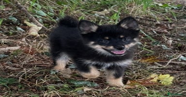 Pomsky dogs - Advert 6