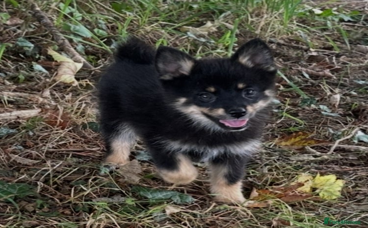 Pomsky dogs - Advert 2