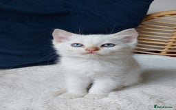 Siamese cats for sale: Ready to Leave Flame Point Siamese Kittens - Image 25