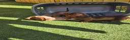 Miniature Dachshund dogs for sale: Minature dachshunds - Advert 8