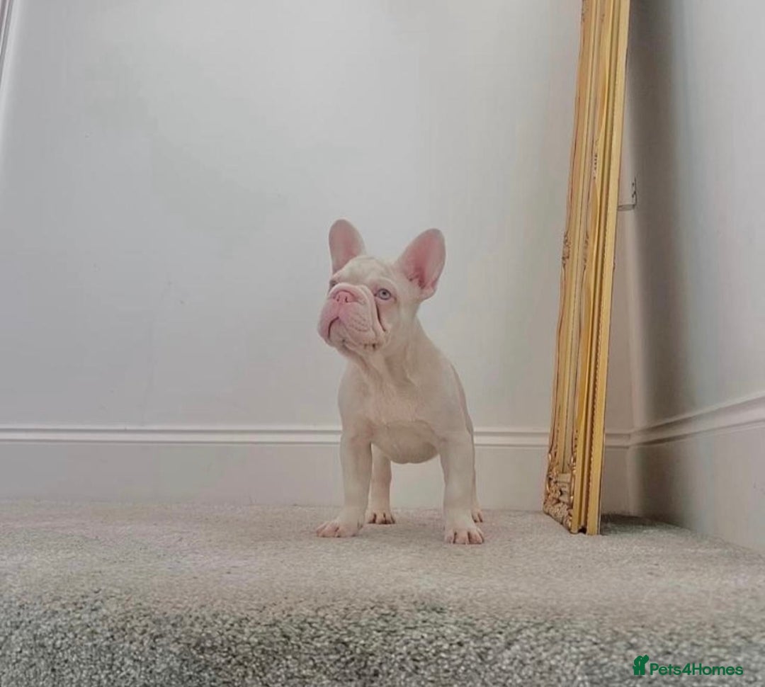 French Bulldog dogs for sale: Caramel Pink Husky Koi Male Puppy - Advert 14