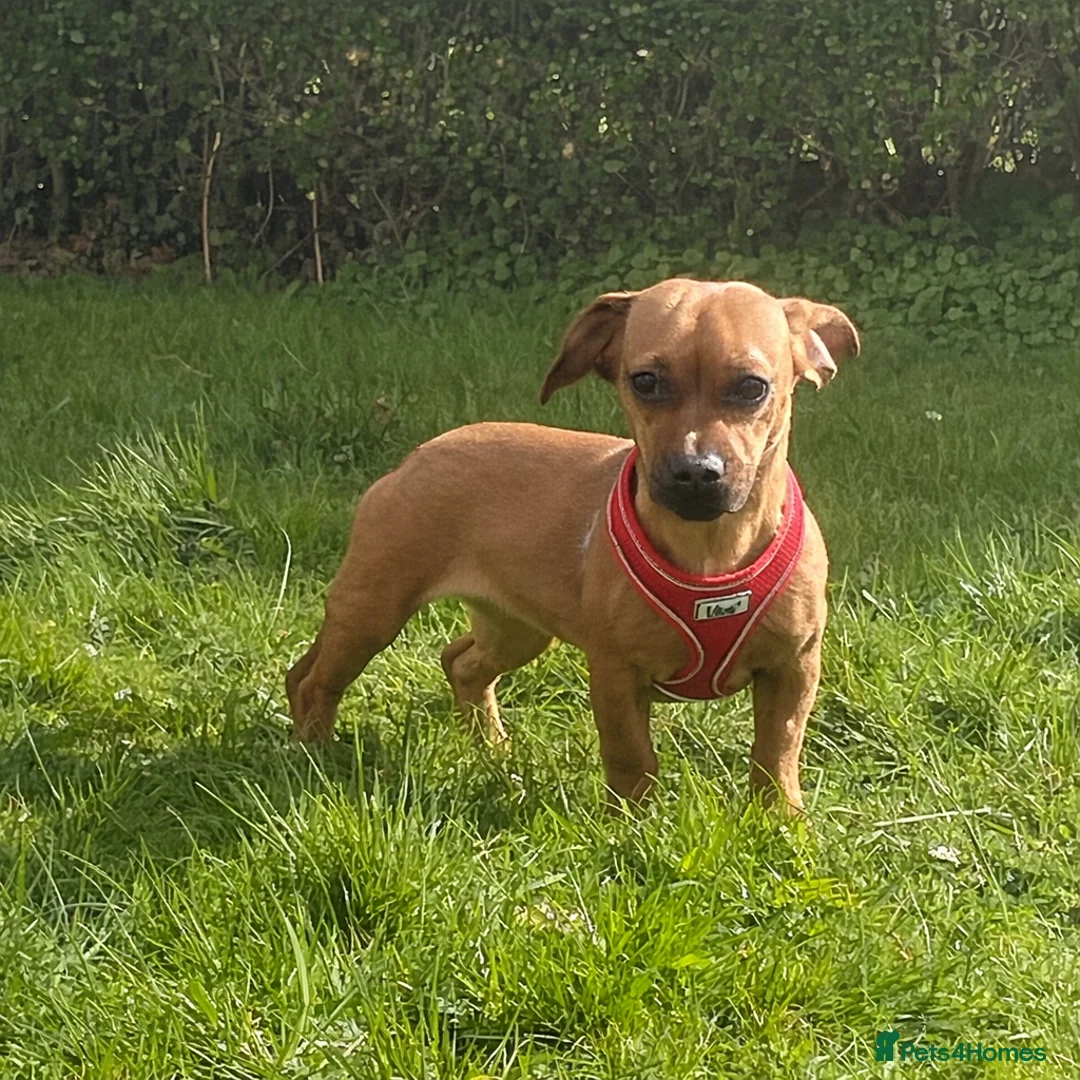 Mixed Breed dogs for sale: 10 months old looking for her forever home in Birmingham - Advert 2