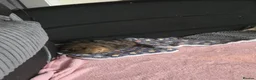 Guinea Pig rodents for sale: Toffee - 1 year old in Huddersfield - Advert 4