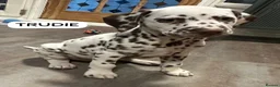 Dalmatian dogs for sale: KC Reg Dalmatian Puppies Black & Liver Ready Now - Advert 2
