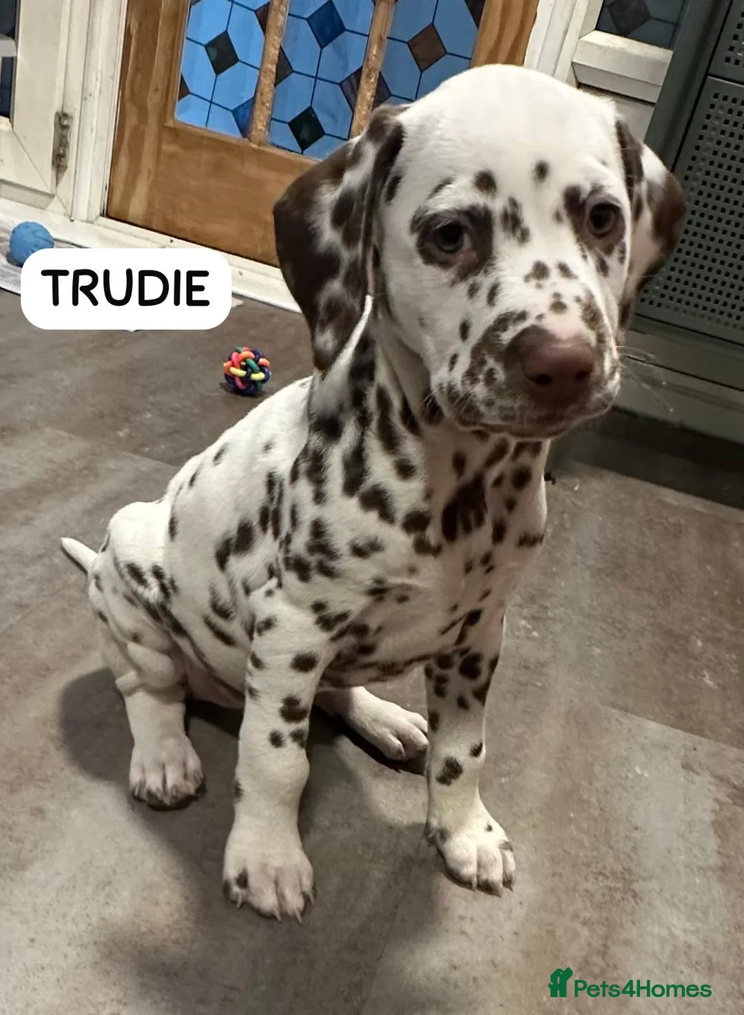 Dalmatian dogs for sale: KC Reg Dalmatian Puppies Black & Liver Ready Now - Advert 2