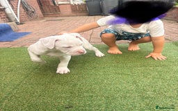 American Bulldog dogs for sale: American bulldog (johnson type) - Image 4
