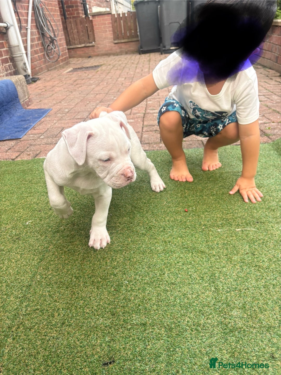 American Bulldog dogs for sale: American bulldog (johnson type) - Image 4