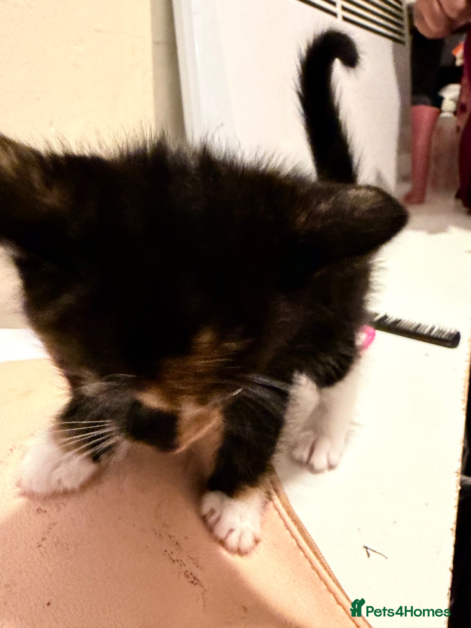 Mixed Breed cats Beautiful ginger black and white kitten  - Advert 1