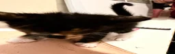 Mixed Breed cats for sale: Beautiful ginger black and white kitten  - Advert 1