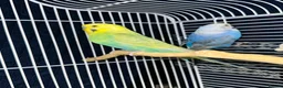 Budgerigars birds for sale: Budgie pair - Advert 4