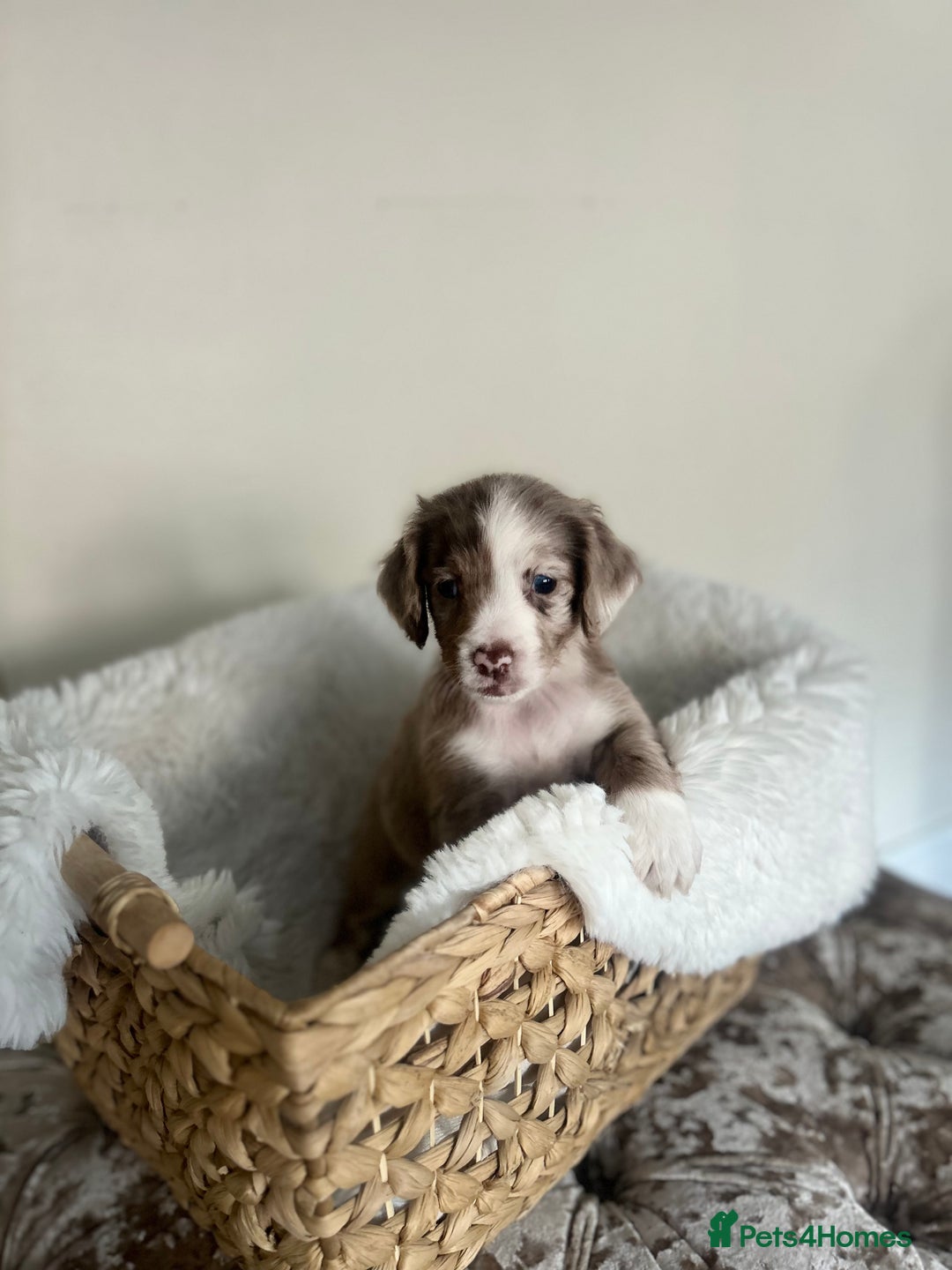 Cocker Spaniel dogs for sale: Merle cocker spaniel puppies  - Advert 10