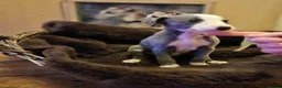 Whippet dogs for sale: Exquisite litter of whippet puppies  in Ormskirk - Advert 9
