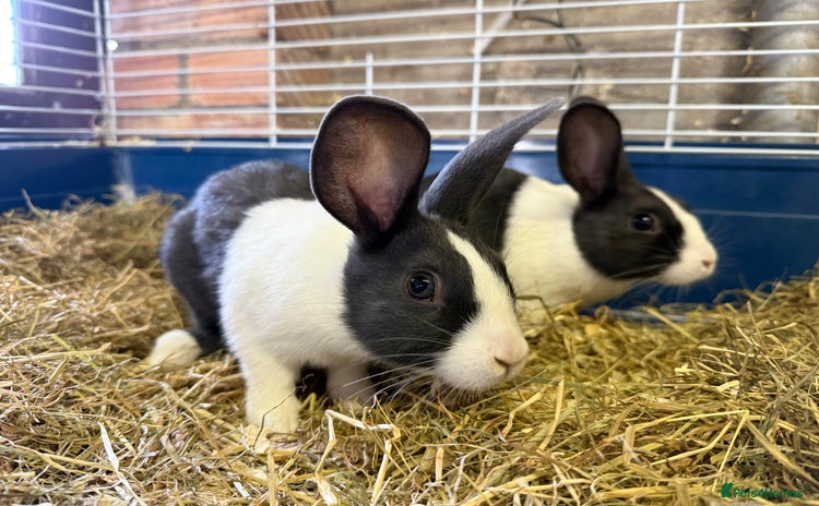 Dutch rabbits - Advert 1