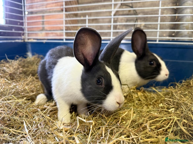 Dutch rabbits - Advert 3
