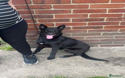Belgian Shepherd Dog dogs for sale: Rehoming my Belgian Malinios Puppy - Image 6