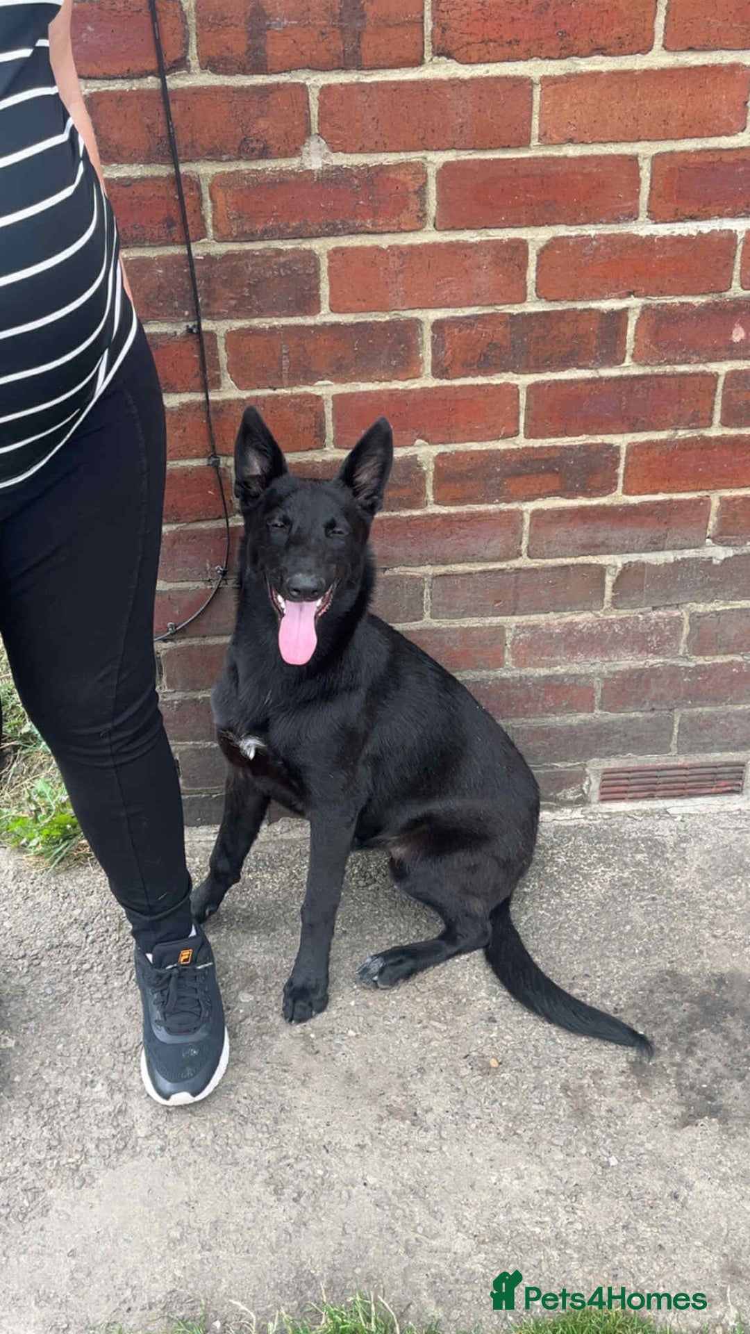 Belgian Shepherd Dog dogs for sale: Rehoming my Belgian Malinios Puppy - Image 6