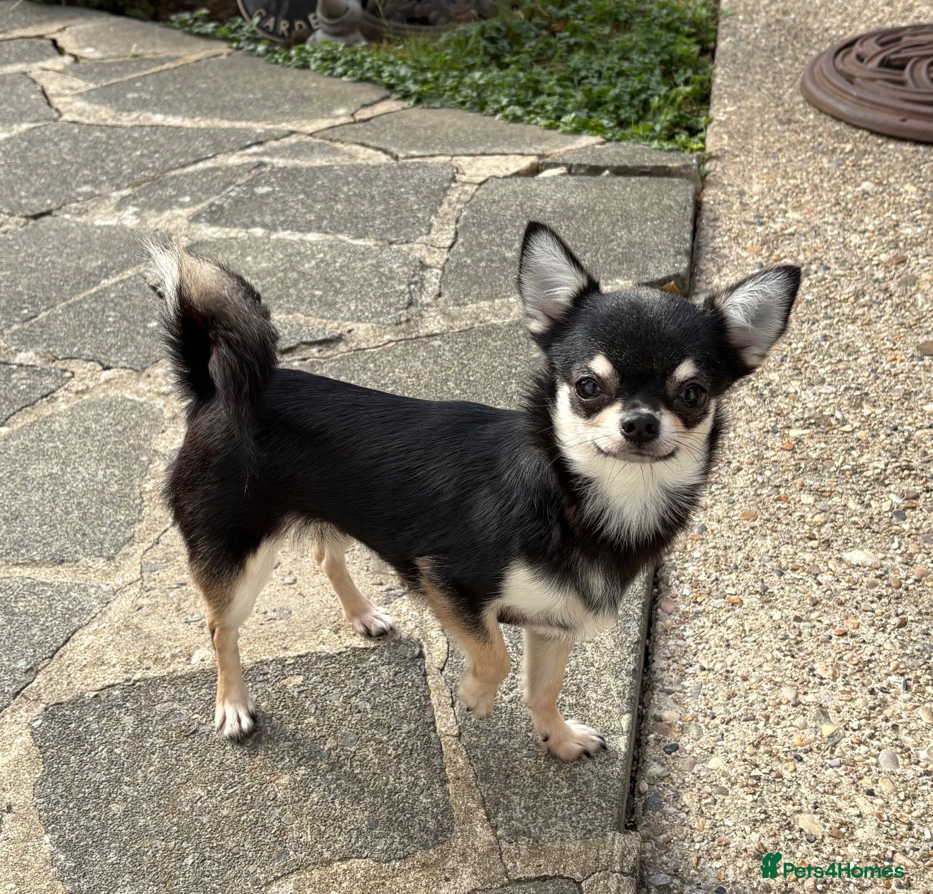 Chihuahua dogs Very small 1 year old female  - Advert 1