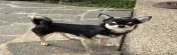 Chihuahua dogs for sale: Very small 1 year old female  in Southend-on-Sea - Advert 1
