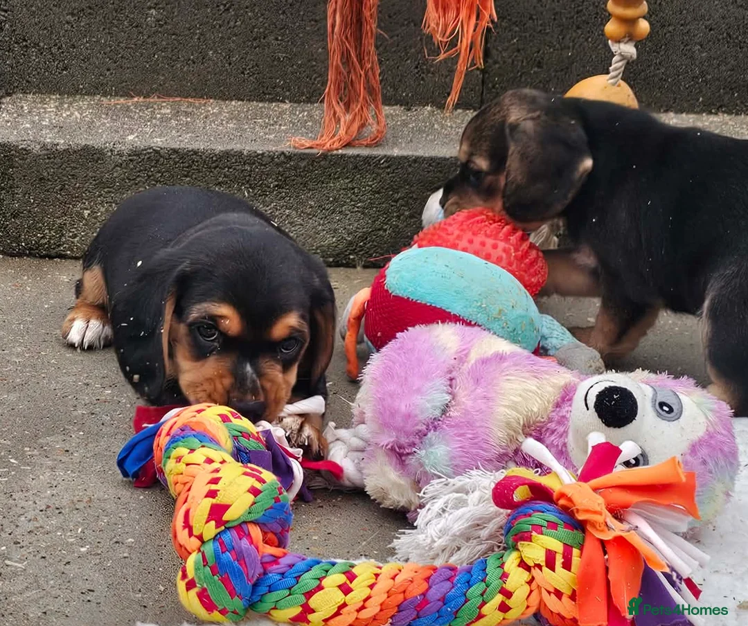 Bocker dogs for sale: Beautiful Bocker Bitch Puppies - Ready 25.02.26 - Advert 12