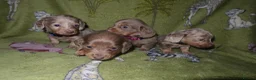 Miniature Dachshund dogs for sale: Last 2 blue&tan girls kc longhair mini dachshunds - Advert 14