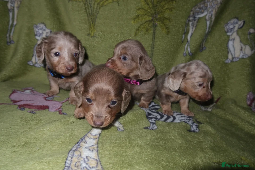 Miniature Dachshund dogs for sale: Last 2 blue&tan girls kc longhair mini dachshunds - Advert 14