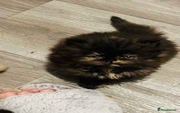 Persian cats for sale:  ⸻  ✨ Pedigree chinchilla Kittens  - Image 2