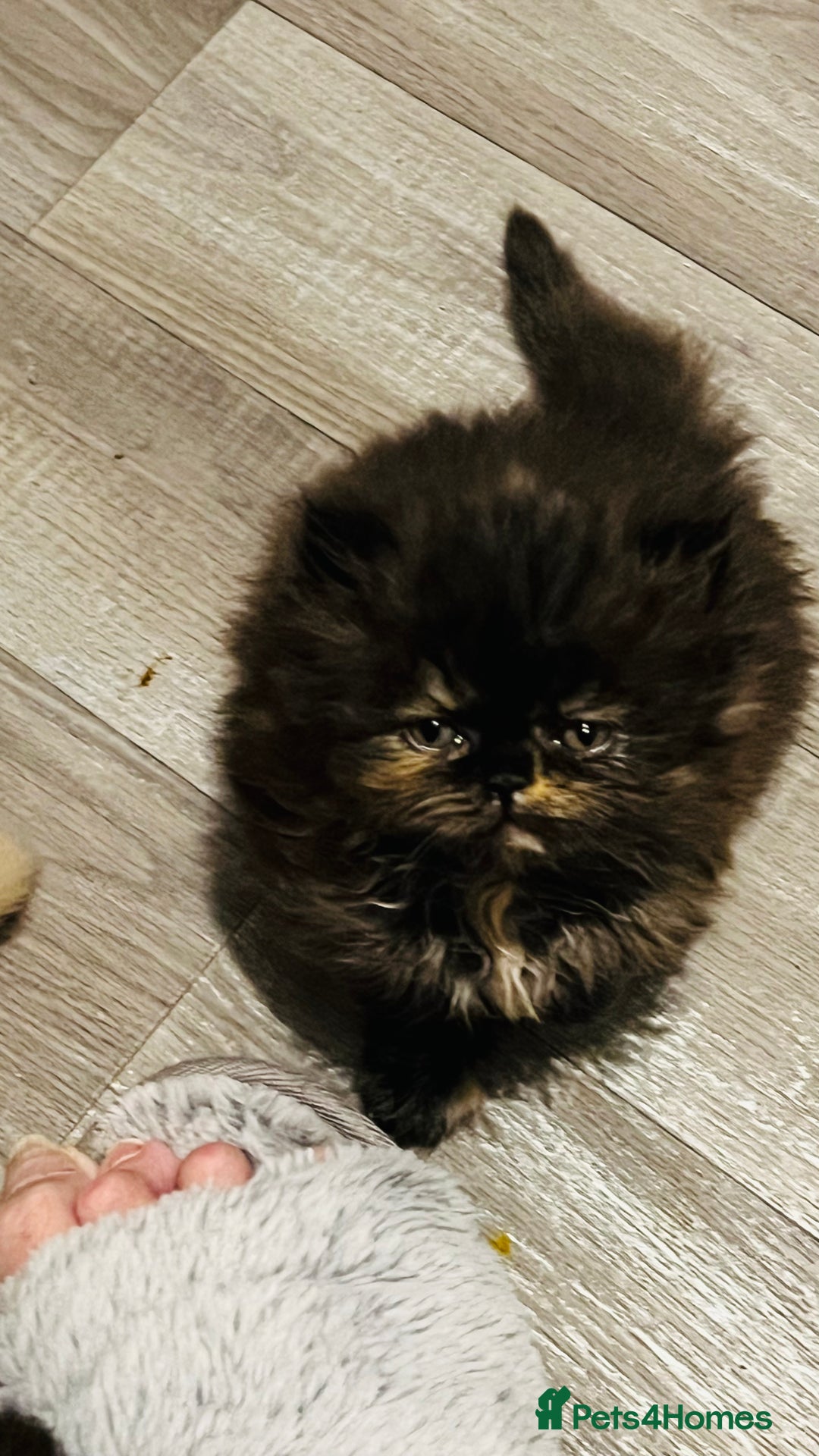 Persian cats for sale:  ⸻  ✨ Pedigree chinchilla Kittens  - Image 2