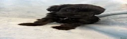 Yorkiepoo dogs for sale: Yorkiepoo puppies  - Advert 4