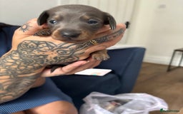 Miniature Dachshund dogs for sale: Miniature smooth haired dachshund  - Image 1