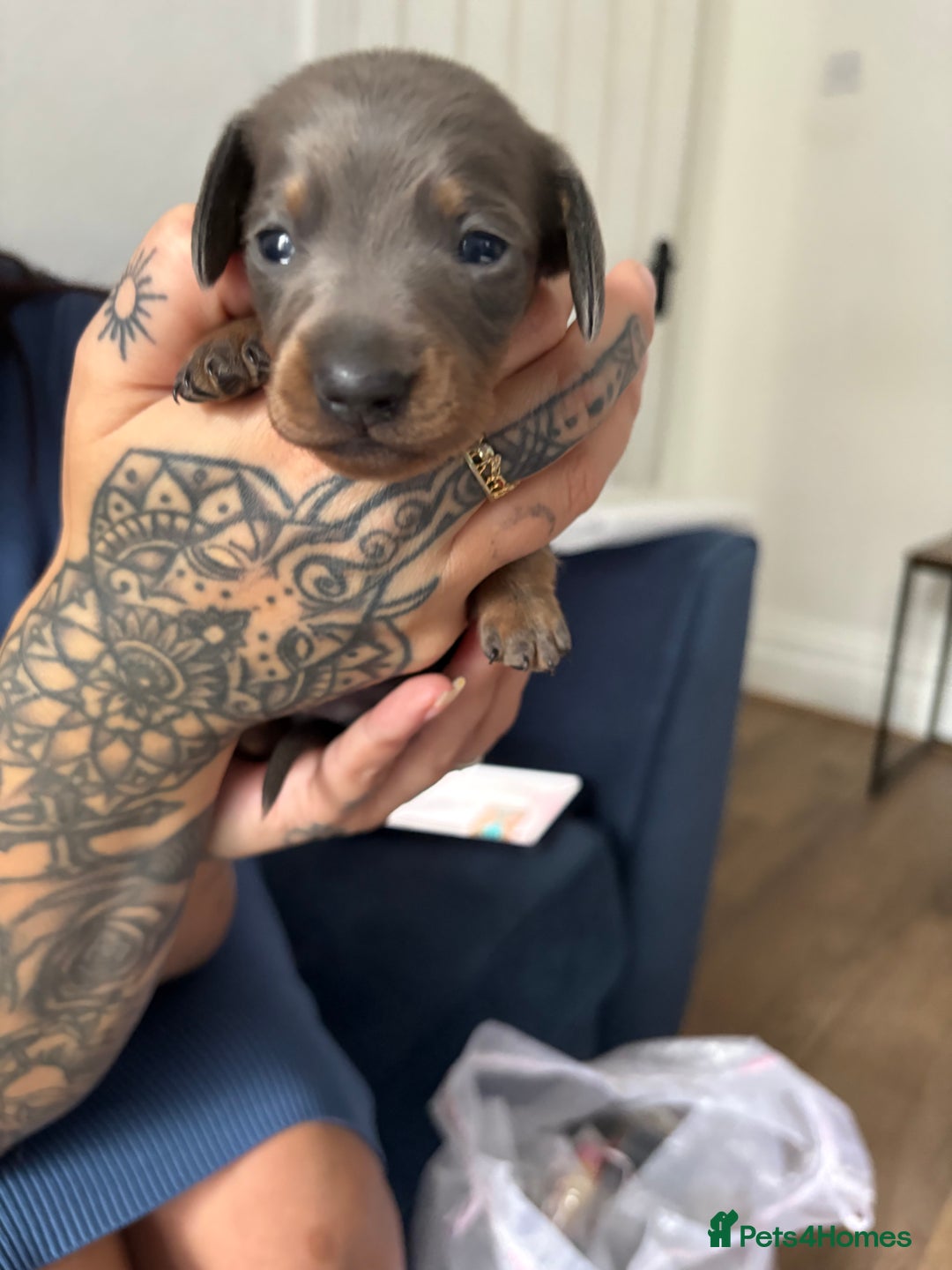 Miniature Dachshund dogs for sale: Miniature smooth haired dachshund  - Image 1