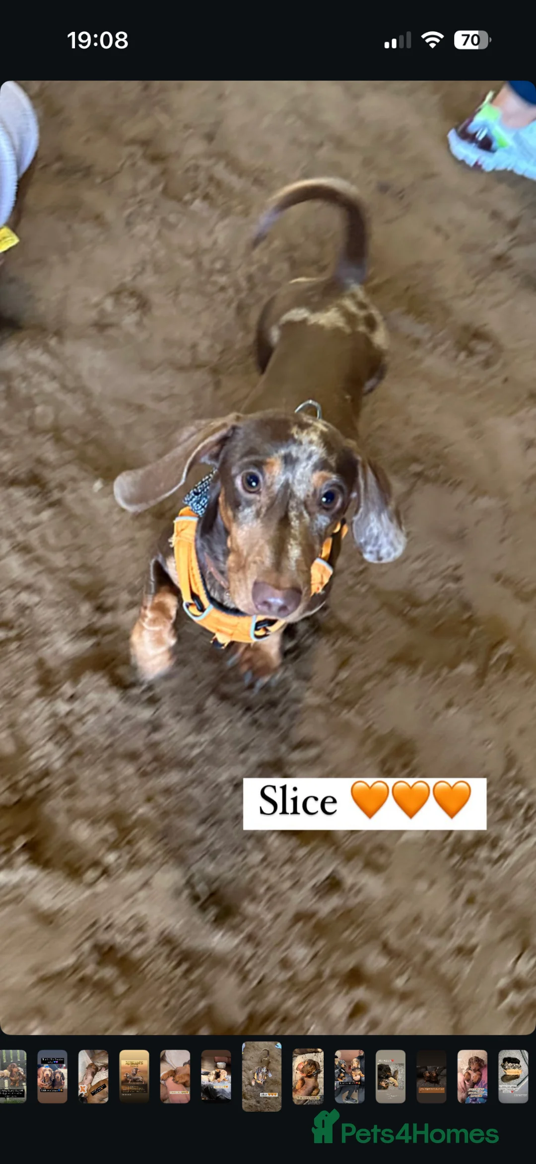 Miniature Dachshund dogs for sale: Gorgeous Litter of Mini Dachshunds in Cowdenbeath - Advert 2