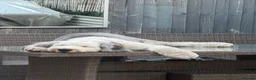 Old English Sheepdog dogs for stud: Old English Sheepdog for Stud KC Registered  - Advert 10