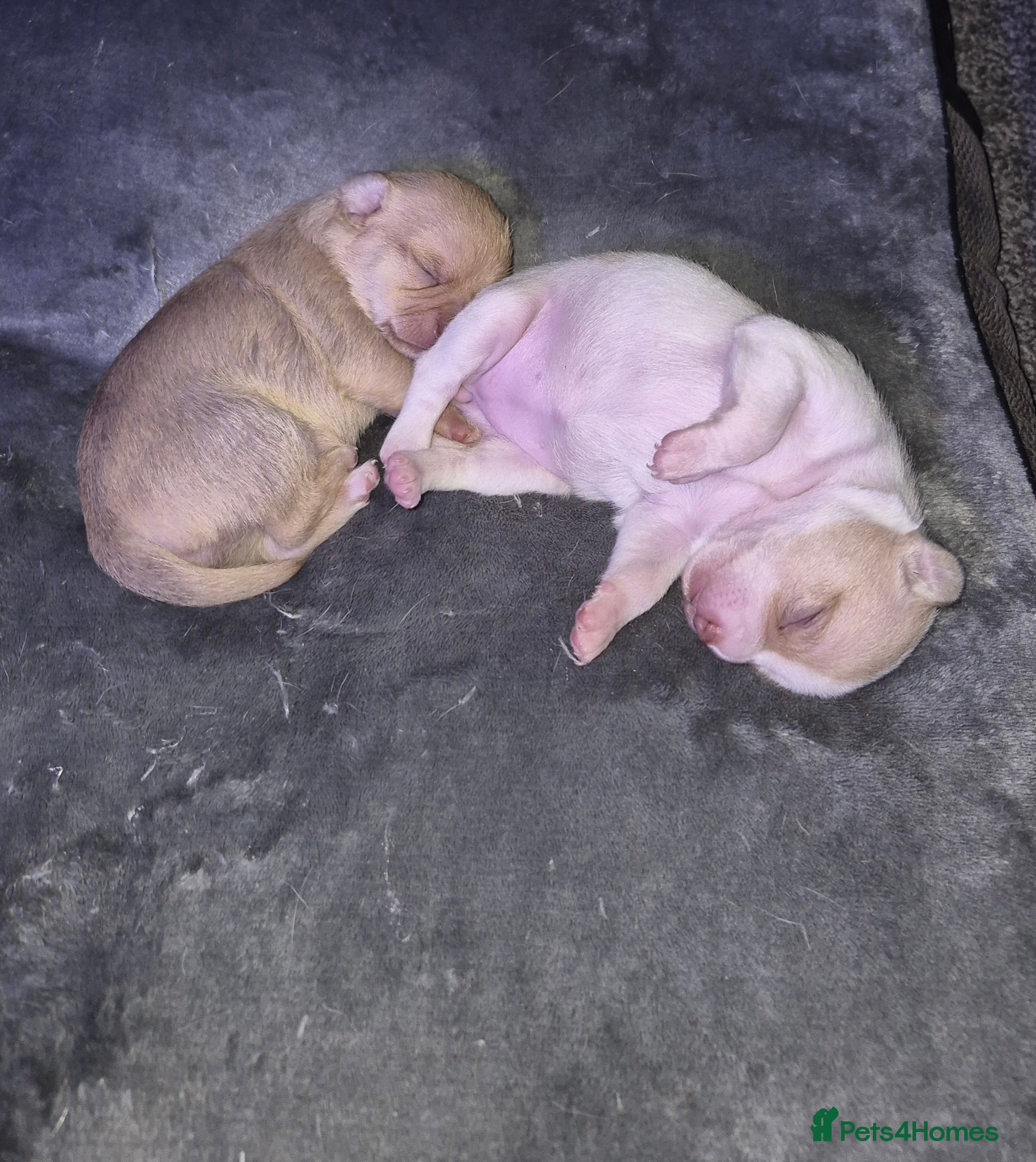 Chihuahua dogs 2 beautiful girl chihuahuas  - Advert 20