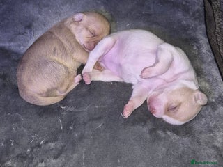 Chihuahua dogs 2 beautiful girl chihuahuas - Advert 16