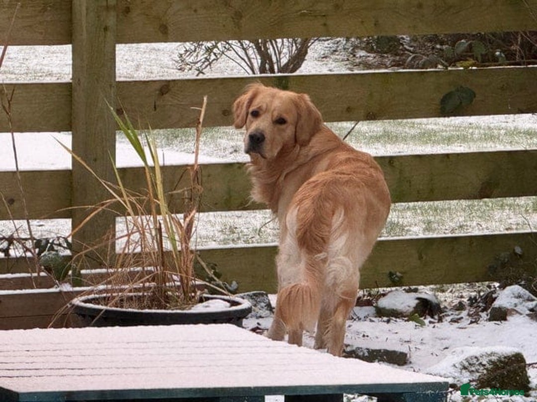 Golden Retriever dogs for sale: Expected Litter Golden Retriever / Golador Puppies - Advert 14