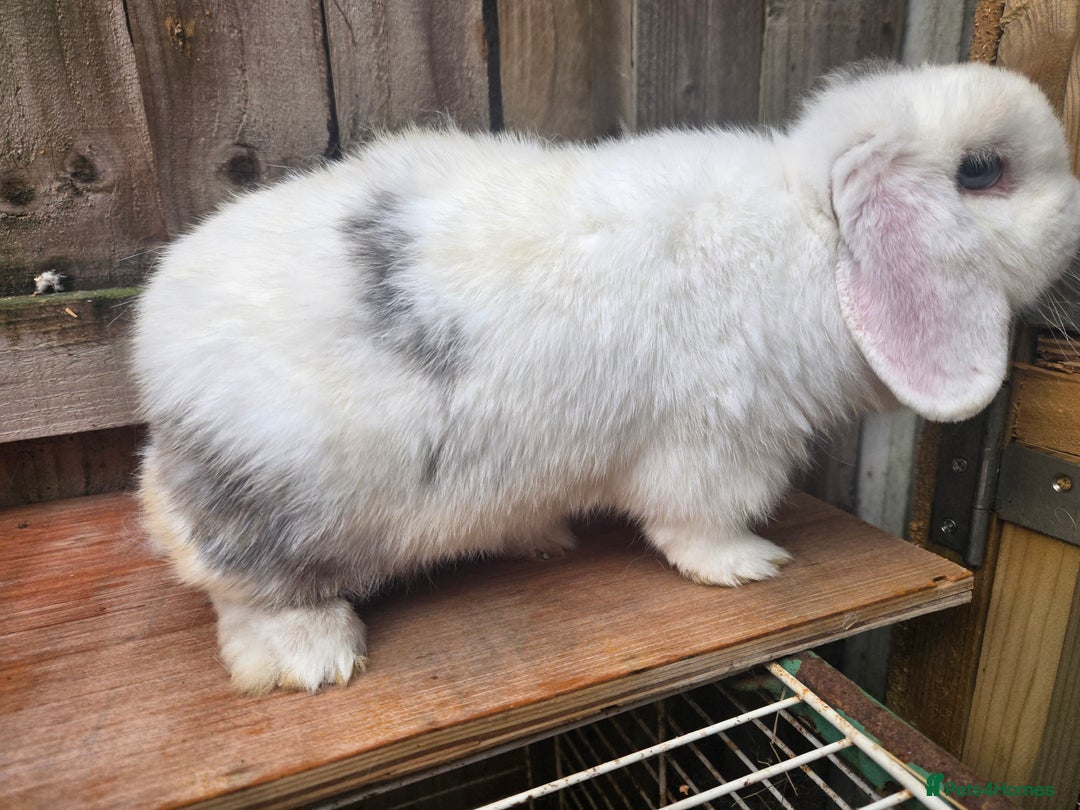 Mini Lop rabbits for sale: Stunning mini lops does - Image 5